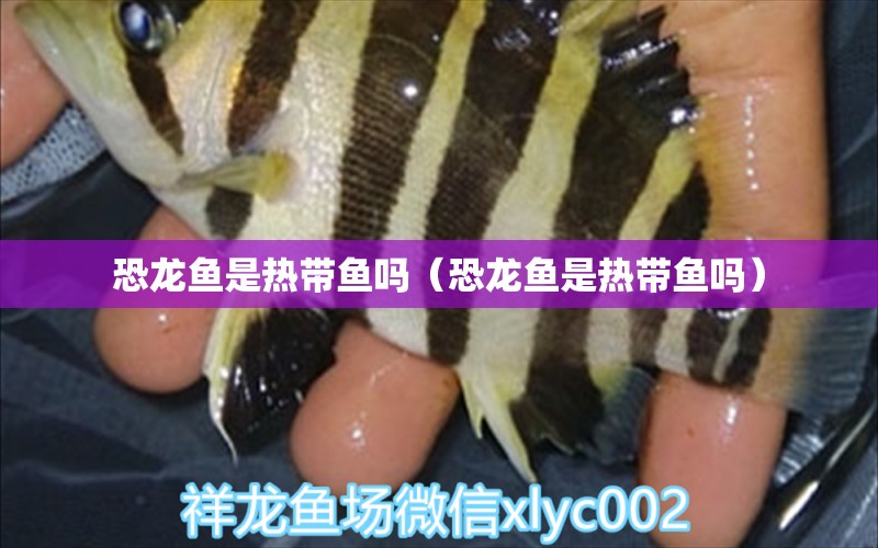 恐龙鱼是热带鱼吗（恐龙鱼是热带鱼吗） 广州龙鱼批发市场