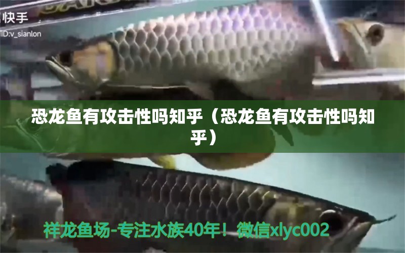 恐龙鱼有攻击性吗知乎（恐龙鱼有攻击性吗知乎） 祥龙水族医院