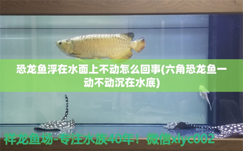 恐龙鱼浮在水面上不动怎么回事(六角恐龙鱼一动不动沉在水底) 马拉莫宝石鱼苗 第1张