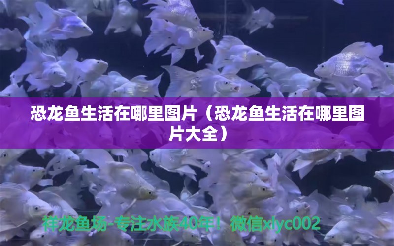 恐龙鱼生活在哪里图片（恐龙鱼生活在哪里图片大全） 祥龙鱼场