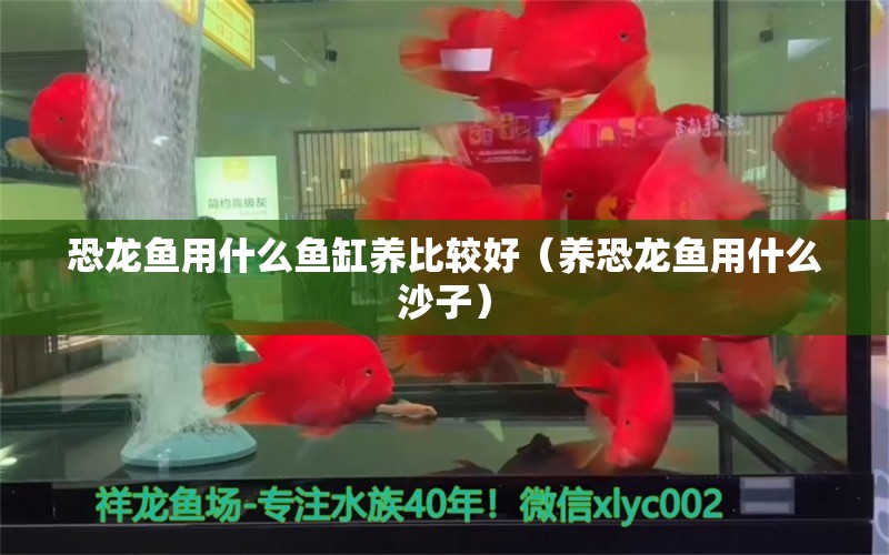 恐龙鱼用什么鱼缸养比较好（养恐龙鱼用什么沙子） 红头利鱼