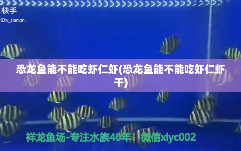 恐龙鱼能不能吃虾仁虾(恐龙鱼能不能吃虾仁虾干) 观赏鱼批发 第1张