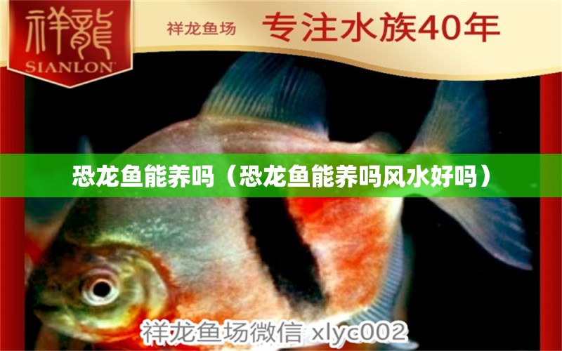 恐龙鱼能养吗（恐龙鱼能养吗风水好吗） 广州水族批发市场 第1张