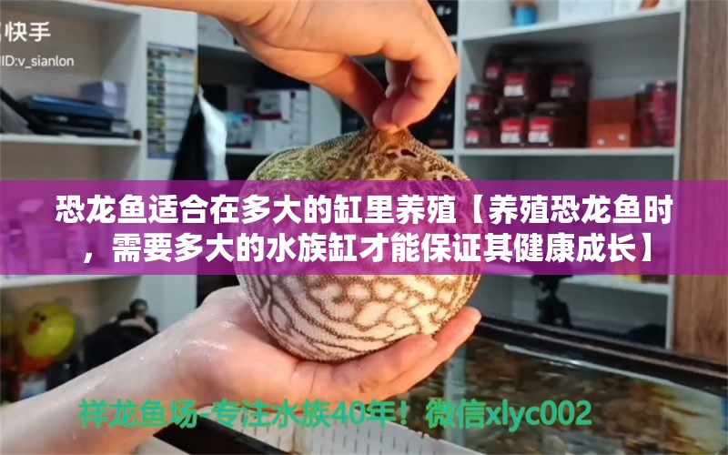 恐龙鱼适合在多大的缸里养殖【养殖恐龙鱼时，需要多大的水族缸才能保证其健康成长】 水族问答 第1张