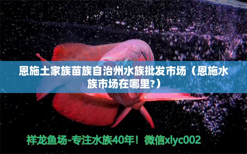 恩施土家族苗族自治州水族批发市场（恩施水族市场在哪里?）