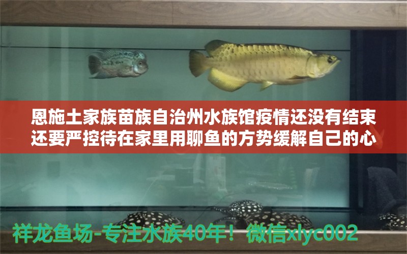 恩施土家族苗族自治州水族馆疫情还没有结束还要严控待在家里用聊鱼的方势缓解自己的心情 虎鱼百科