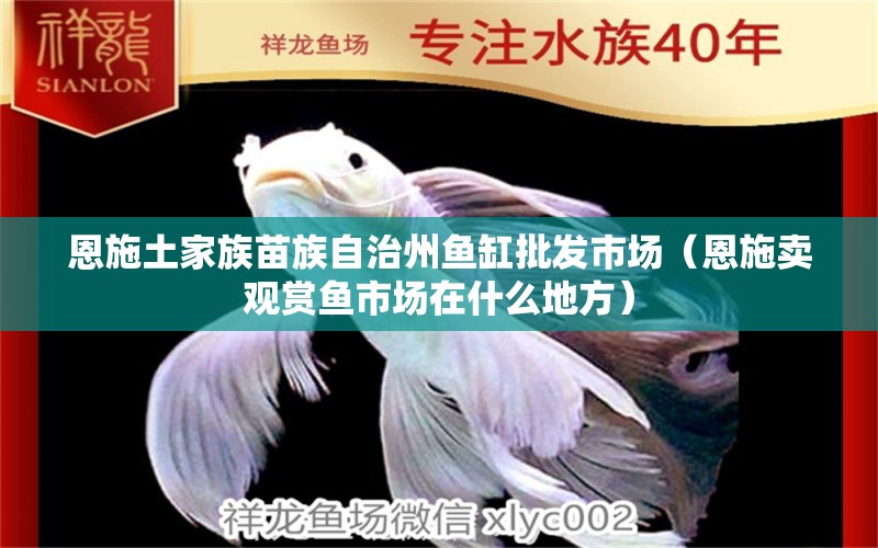 恩施土家族苗族自治州鱼缸批发市场（恩施卖观赏鱼市场在什么地方） 观赏鱼市场（混养鱼）