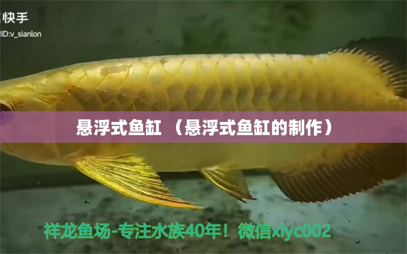 悬浮式鱼缸 （悬浮式鱼缸的制作） 观赏鱼市场（混养鱼） 第1张