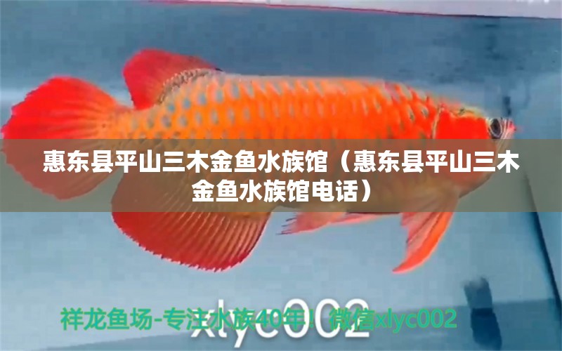 惠东县平山三木金鱼水族馆（惠东县平山三木金鱼水族馆电话） 全国水族馆企业名录