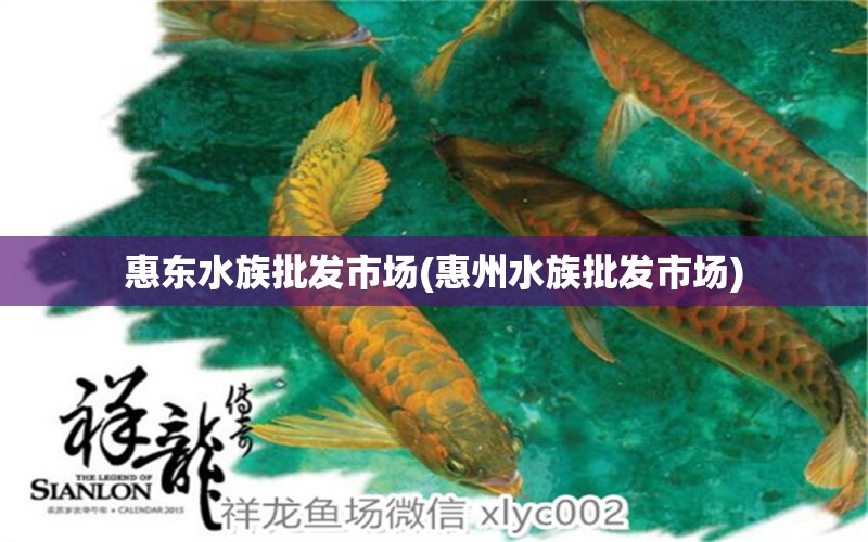 惠东水族批发市场(惠州水族批发市场) 观赏鱼水族批发市场