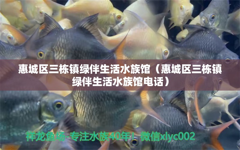 惠城区三栋镇绿伴生活水族馆（惠城区三栋镇绿伴生活水族馆电话）