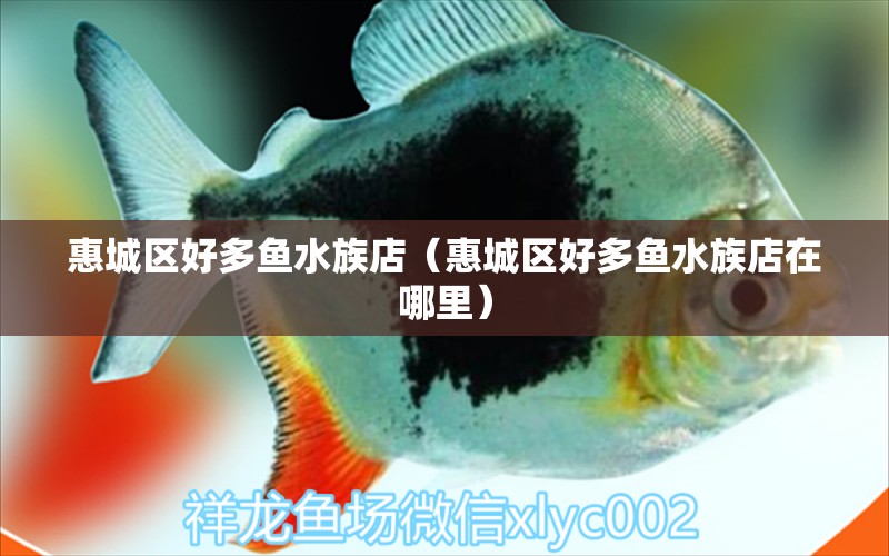 惠城区好多鱼水族店（惠城区好多鱼水族店在哪里）