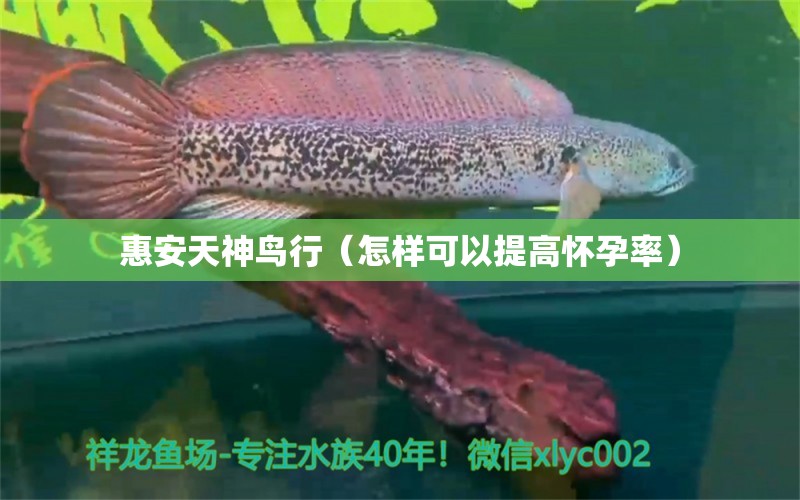 惠安天神鸟行（怎样可以提高怀孕率） 全国水族馆企业名录