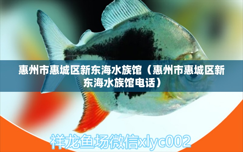 惠州市惠城区新东海水族馆（惠州市惠城区新东海水族馆电话）