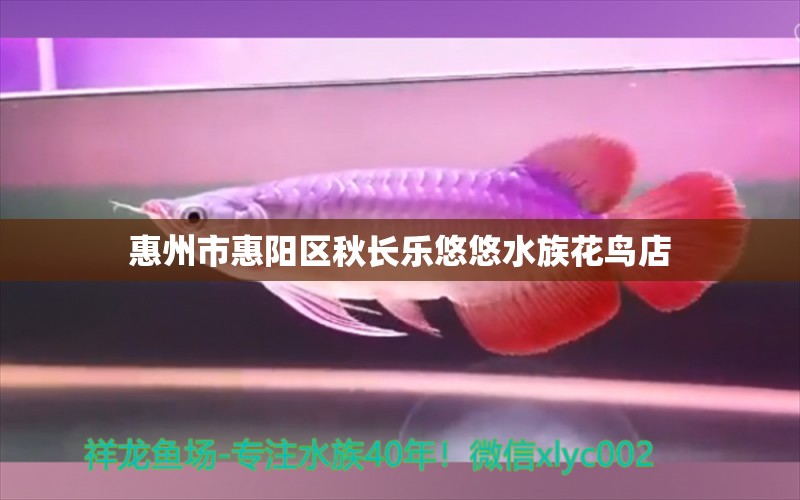 惠州市惠阳区秋长乐悠悠水族花鸟店