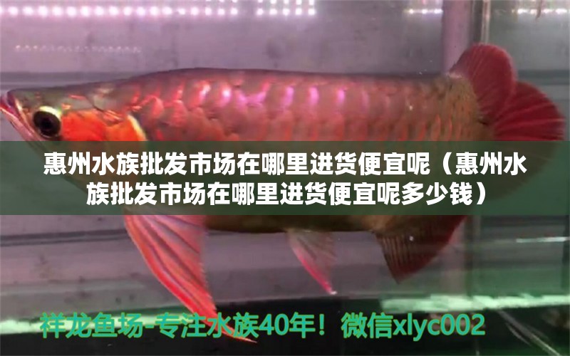 惠州水族批发市场在哪里进货便宜呢（惠州水族批发市场在哪里进货便宜呢多少钱）