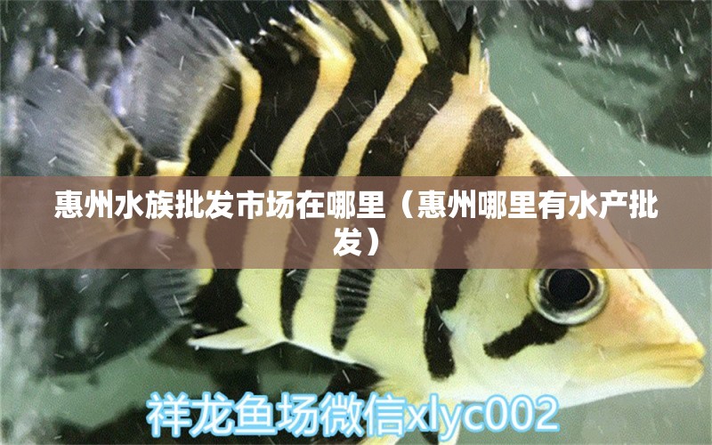 惠州水族批发市场在哪里（惠州哪里有水产批发）