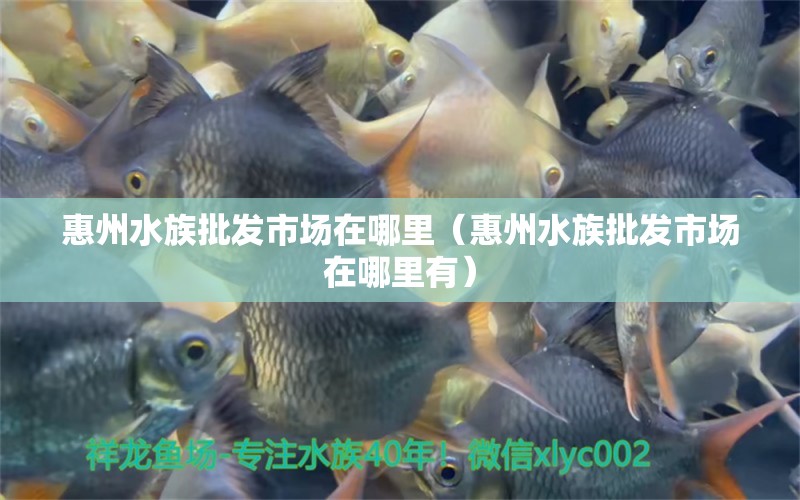 惠州水族批发市场在哪里（惠州水族批发市场在哪里有） 野彩鱼