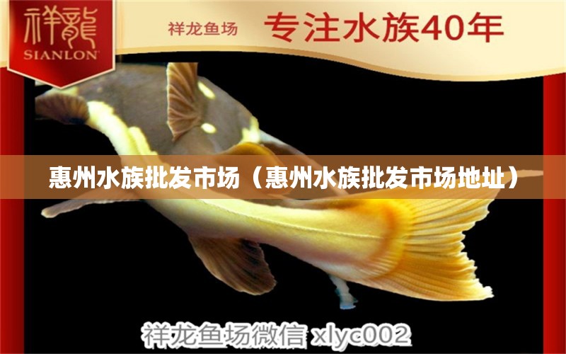 惠州水族批发市场（惠州水族批发市场地址）