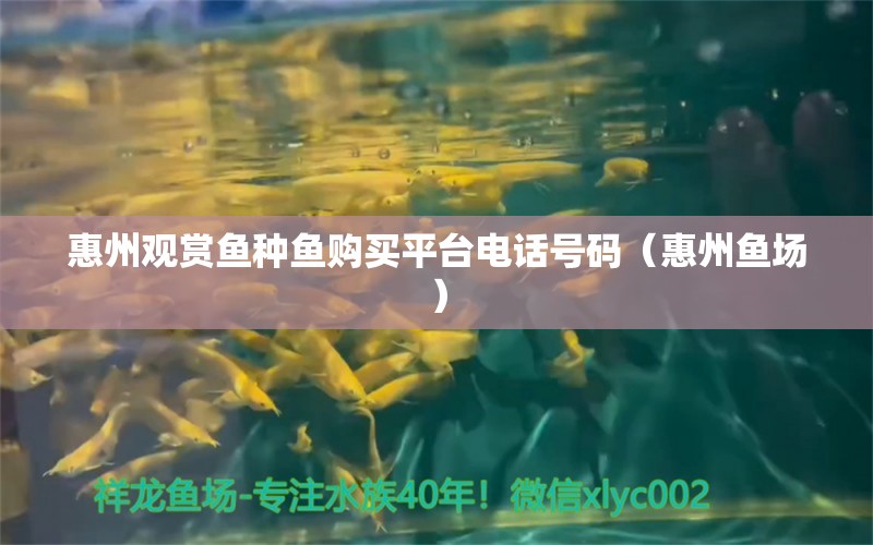 惠州观赏鱼种鱼购买平台电话号码（惠州鱼场） 野彩鱼 第1张