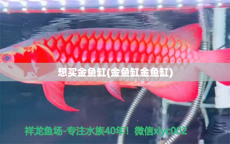 想买金鱼缸(金鱼缸金鱼缸) 眼斑鱼