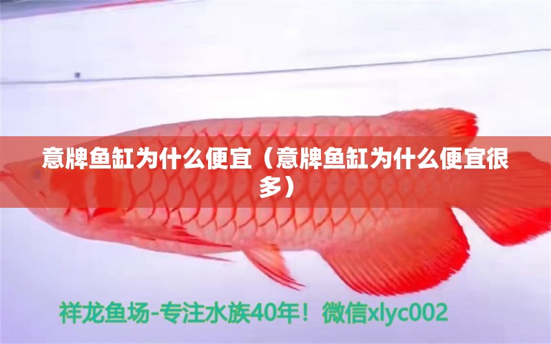 意牌鱼缸为什么便宜（意牌鱼缸为什么便宜很多） 祥龙水族医院