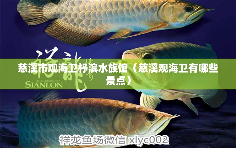 慈溪市观海卫杼滨水族馆（慈溪观海卫有哪些景点）