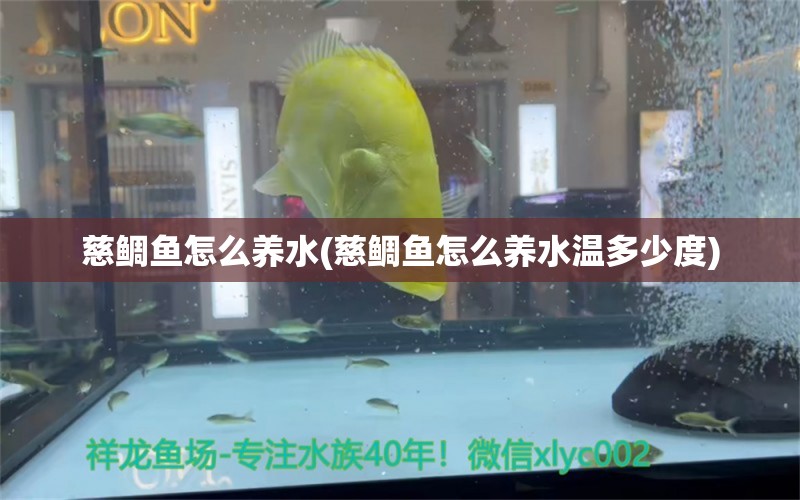 慈鲷鱼怎么养水(慈鲷鱼怎么养水温多少度)