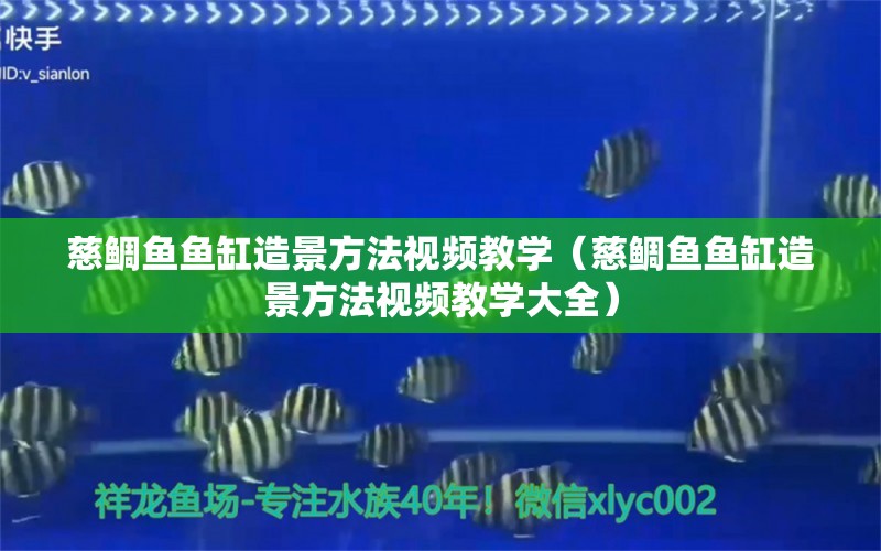 慈鲷鱼鱼缸造景方法视频教学（慈鲷鱼鱼缸造景方法视频教学大全）