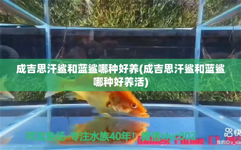 成吉思汗鲨和蓝鲨哪种好养(成吉思汗鲨和蓝鲨哪种好养活) 成吉思汗鲨（球鲨）鱼 第1张