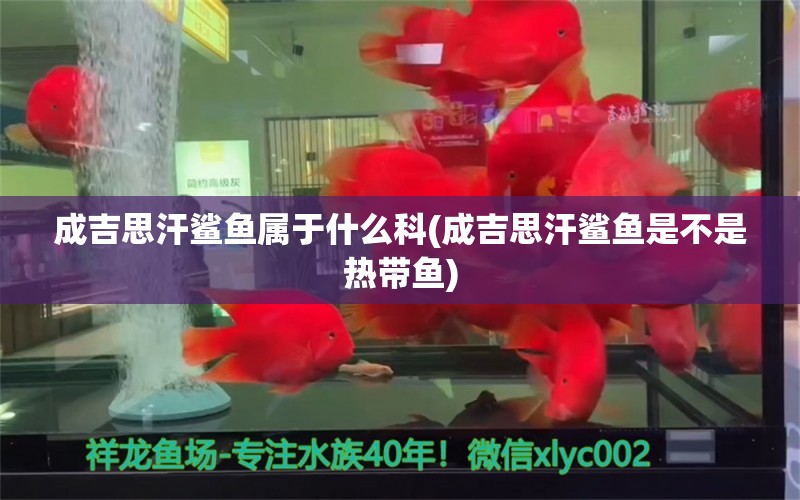 成吉思汗鲨鱼属于什么科(成吉思汗鲨鱼是不是热带鱼)