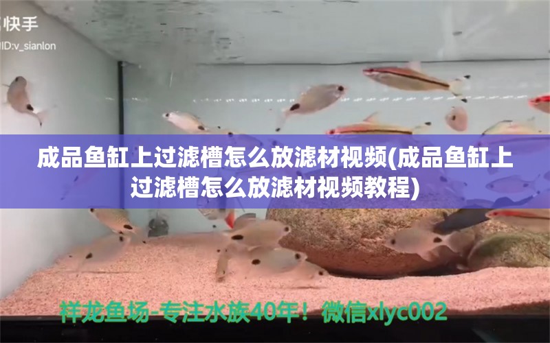 成品鱼缸上过滤槽怎么放滤材视频(成品鱼缸上过滤槽怎么放滤材视频教程) 南美异型鱼