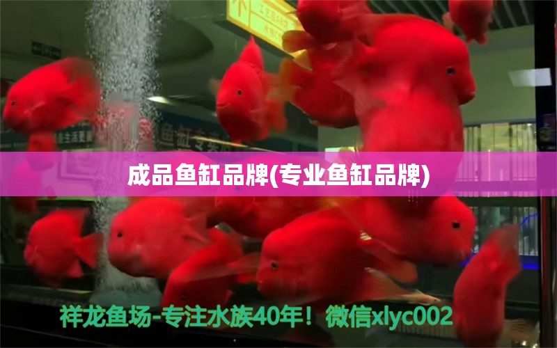 成品鱼缸品牌(专业鱼缸品牌) 球鲨鱼