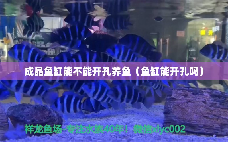 成品鱼缸能不能开孔养鱼（鱼缸能开孔吗） 潜水艇鱼 第1张