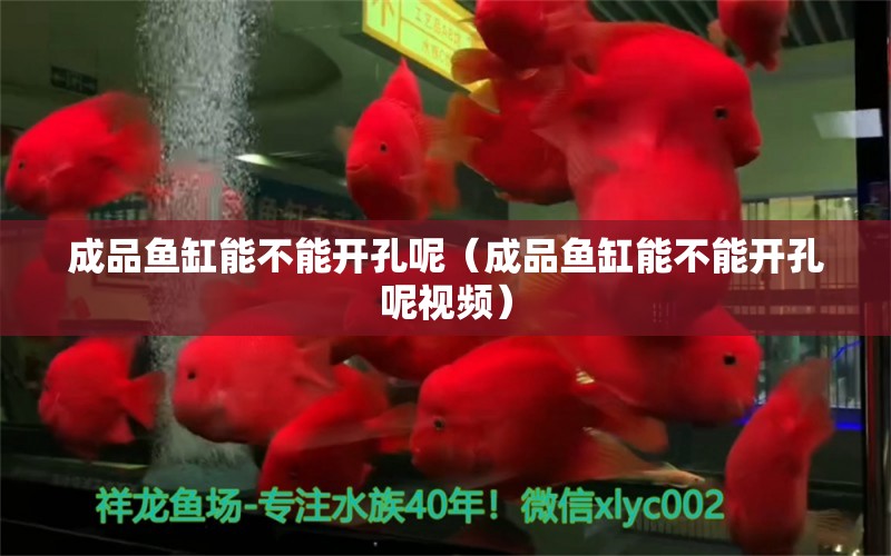 成品鱼缸能不能开孔呢（成品鱼缸能不能开孔呢视频）