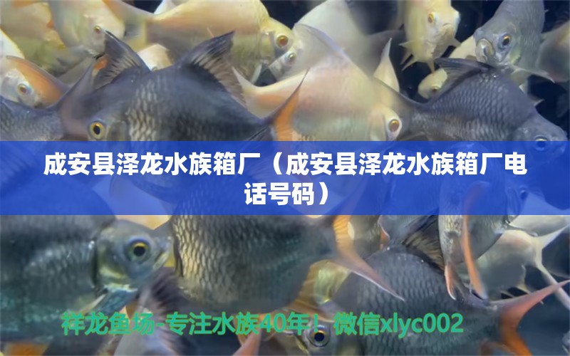 成安县泽龙水族箱厂（成安县泽龙水族箱厂电话号码）