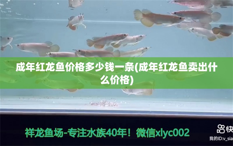 成年红龙鱼价格多少钱一条(成年红龙鱼卖出什么价格)