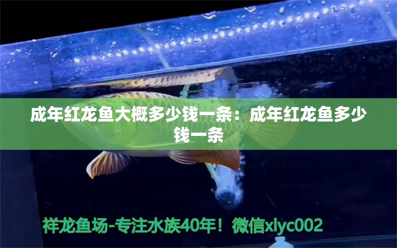 成年红龙鱼大概多少钱一条：成年红龙鱼多少钱一条 龙鱼百科 第2张