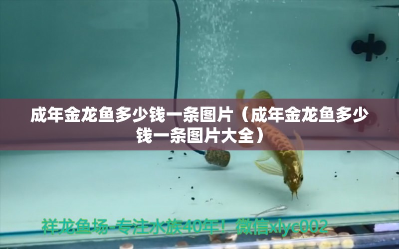 成年金龙鱼多少钱一条图片（成年金龙鱼多少钱一条图片大全） 祥龙水族医院