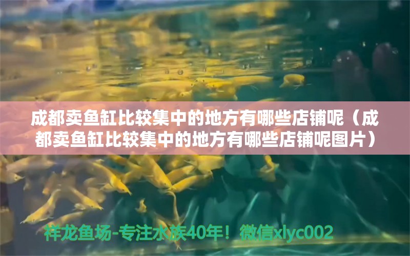 成都卖鱼缸比较集中的地方有哪些店铺呢（成都卖鱼缸比较集中的地方有哪些店铺呢图片） 红龙专用鱼粮饲料