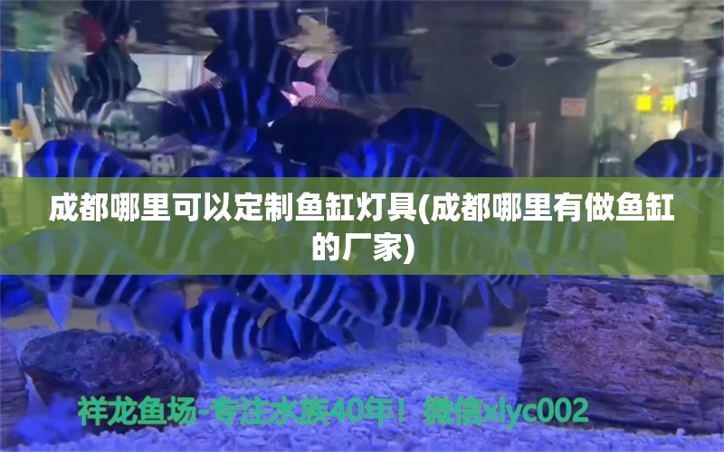 成都哪里可以定制鱼缸灯具(成都哪里有做鱼缸的厂家) 丹顶锦鲤鱼