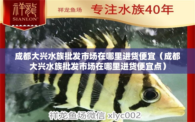 成都大兴水族批发市场在哪里进货便宜（成都大兴水族批发市场在哪里进货便宜点）