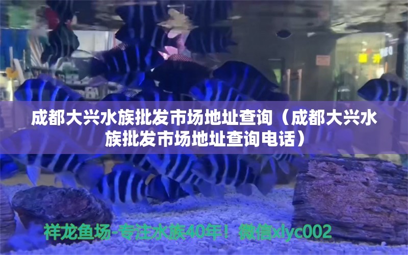 成都大兴水族批发市场地址查询（成都大兴水族批发市场地址查询电话）