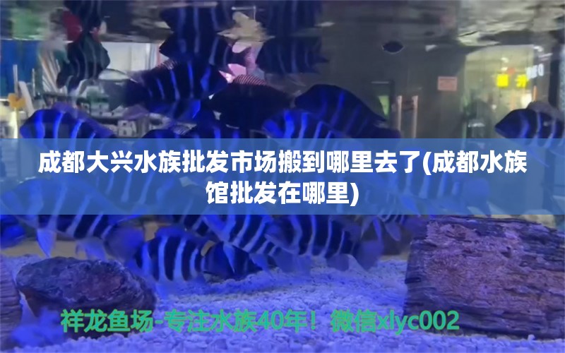 成都大兴水族批发市场搬到哪里去了(成都水族馆批发在哪里) 观赏鱼水族批发市场