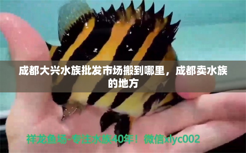 成都大兴水族批发市场搬到哪里，成都卖水族的地方