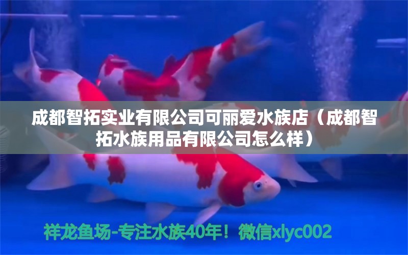 成都智拓实业有限公司可丽爱水族店（成都智拓水族用品有限公司怎么样）