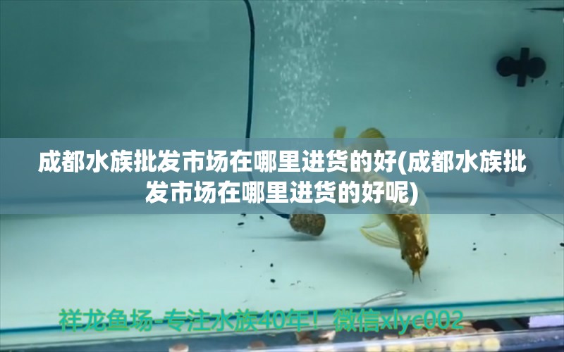 成都水族批发市场在哪里进货的好(成都水族批发市场在哪里进货的好呢)