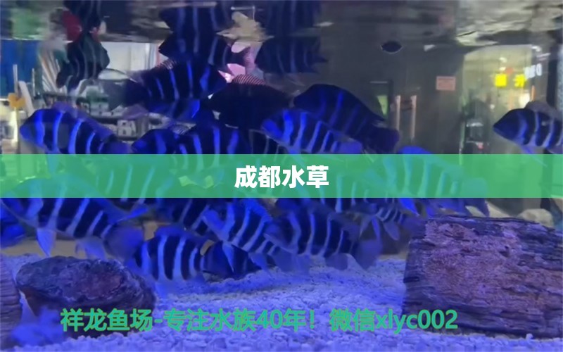 成都水草 水草