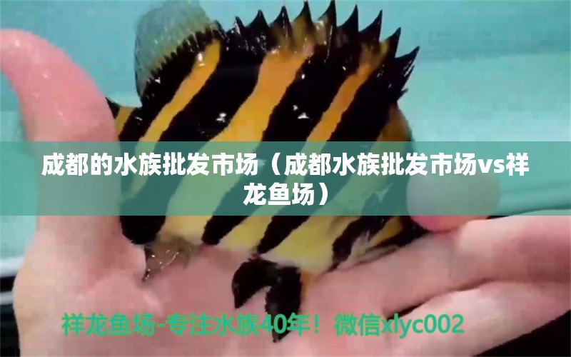 成都的水族批发市场（成都水族批发市场vs祥龙鱼场） 观赏鱼水族批发市场