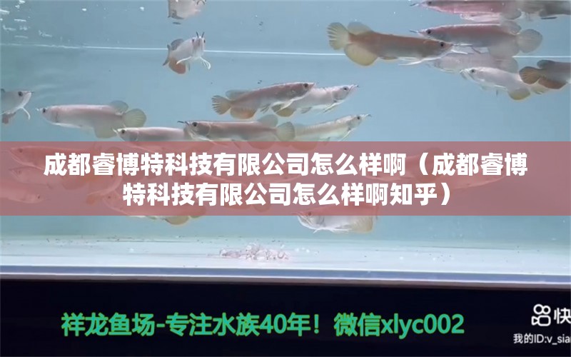 成都睿博特科技有限公司怎么样啊（成都睿博特科技有限公司怎么样啊知乎）